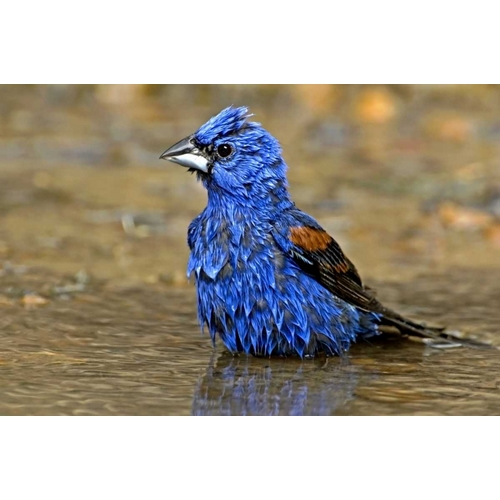 TX, McAllen Male blue grosbeak bathing